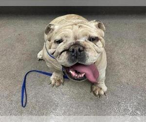 Bulldog Dogs for adoption in HESPERIA, CA, USA