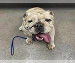 Small Bulldog