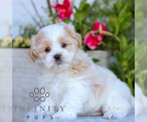 Zuchon Puppy for sale in GORDONVILLE, PA, USA