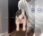 Puppy Veridian Saint Bernard