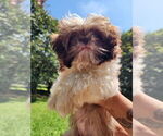 Small #4 Shih Tzu