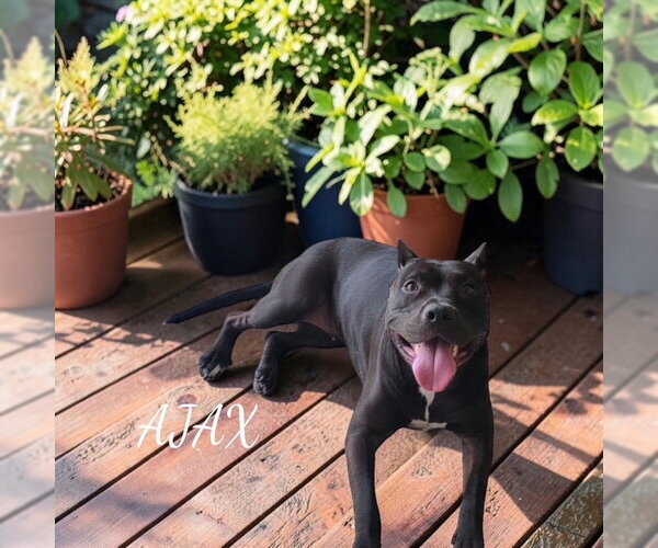 Medium Photo #1 Mutt Puppy For Sale in MIDWAY, UT, USA