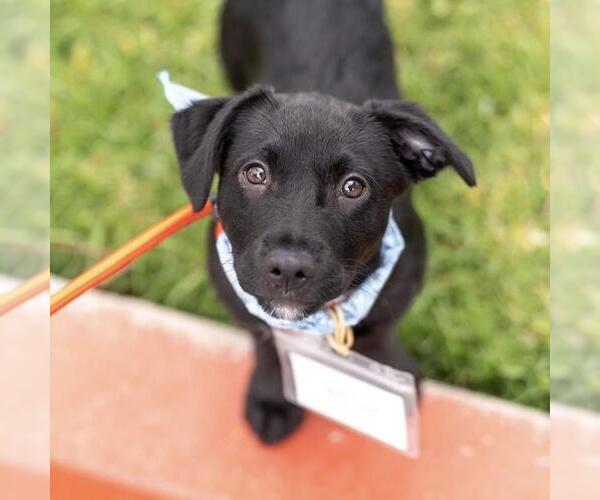 Medium Photo #1 Dachshund-Unknown Mix Puppy For Sale in San Diego, CA, USA