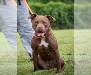 American Pit Bull Terrier Dogs for adoption in Derwood, MD, USA