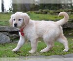 Small Photo #3 Golden Retriever Puppy For Sale in Enfield, CT, USA