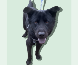 Labrador Retriever-Unknown Mix Dogs for adoption in Rockville, MD, USA