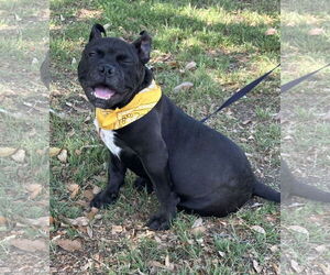 French Bulldog-Unknown Mix Dogs for adoption in Euless, TX, USA