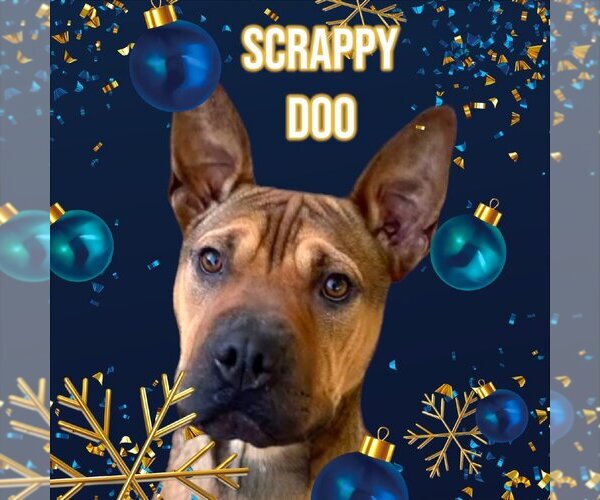 Medium Photo #6 American Staffordshire Terrier-Chinese Shar-Pei Mix Puppy For Sale in Port Clinton, OH, USA