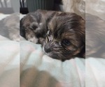 Small #2 Maltipom