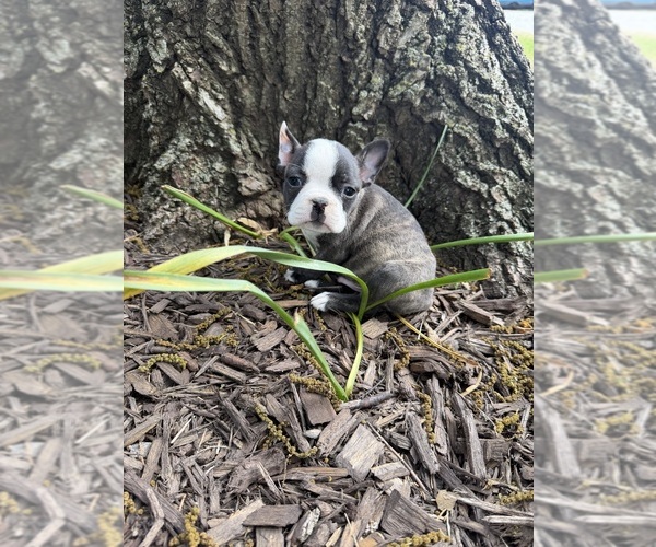 Medium Photo #6 Boston Terrier Puppy For Sale in FREDONIA, KS, USA