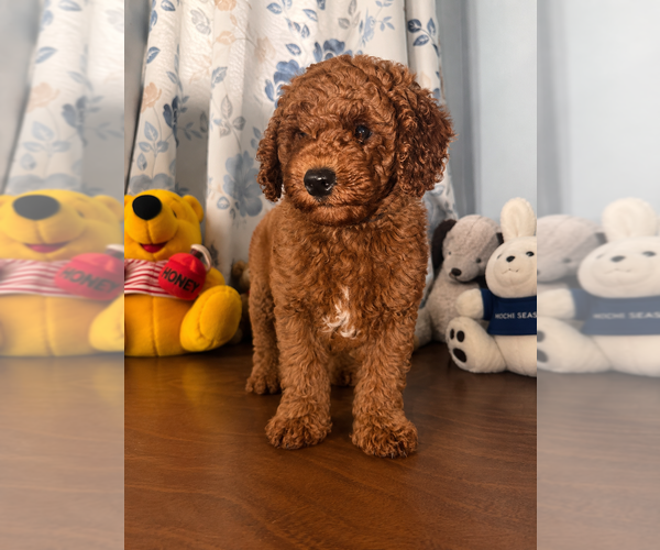 Medium Photo #6 Poodle (Miniature) Puppy For Sale in DURHAM, CT, USA