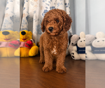Small #5 Poodle (Miniature)