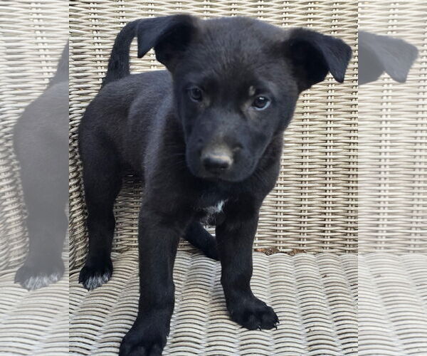 Medium Photo #2 German Shepherd Dog-Unknown Mix Puppy For Sale in Alexander, AR, USA