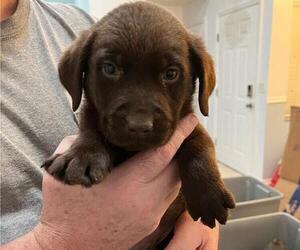 Mastiff Puppy for sale in RIVERVIEW, FL, USA