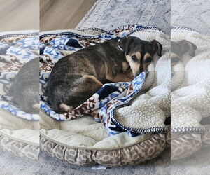 Chihuahua-Unknown Mix Dogs for adoption in Aurora, CO, USA