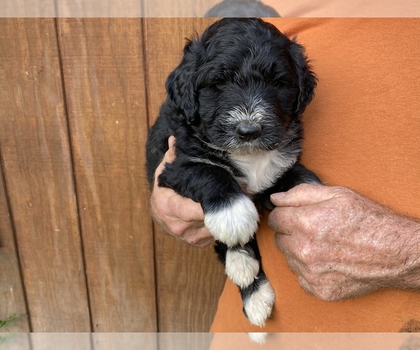 Medium Photo #4 Pyredoodle Puppy For Sale in DOVER, MO, USA