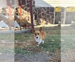 Small Photo #1 Pembroke Welsh Corgi Puppy For Sale in BENTS FORT, CO, USA
