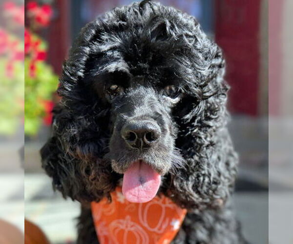 Medium Photo #9 Cocker Spaniel Puppy For Sale in Arlington, VA, USA