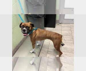 Boxer Dogs for adoption in Austin, TX, USA