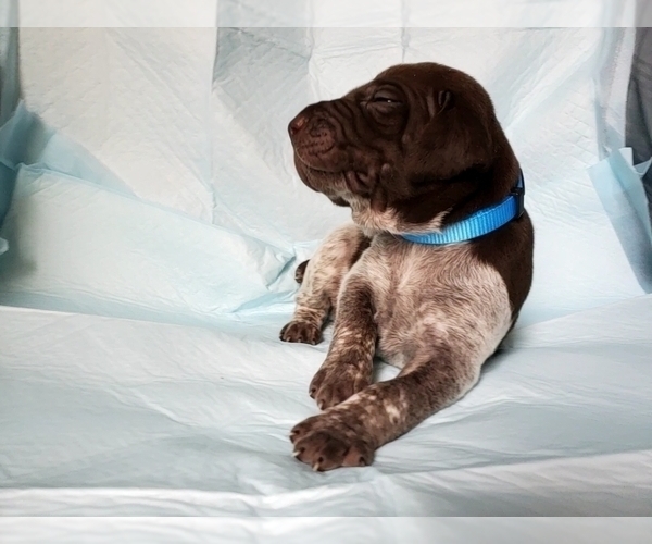 Medium Photo #2 German Shorthaired Pointer Puppy For Sale in BLUE SPRINGS, MS, USA