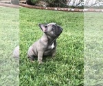 Small Photo #46 French Bulldog Puppy For Sale in WHITTIER, CA, USA