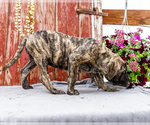 Small Photo #8 Mastiff Puppy For Sale in WAKARUSA, IN, USA