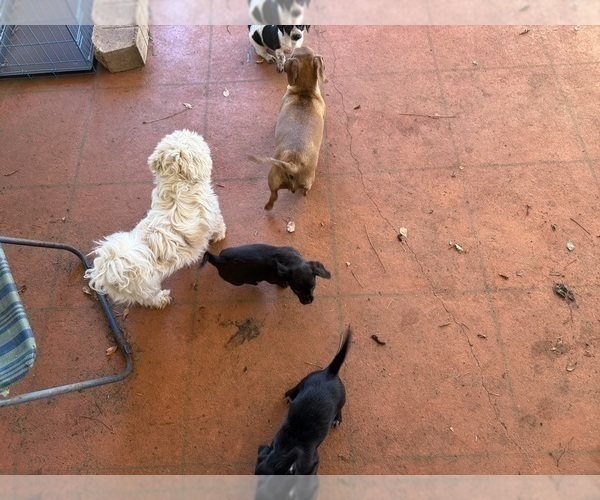 Medium Photo #8 Schweenie Puppy For Sale in DOTHAN, AL, USA