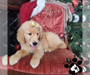 Golden Retriever Puppy for sale in LAKELAND, FL, USA
