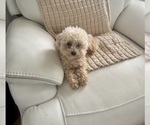 Small Poodle (Toy)