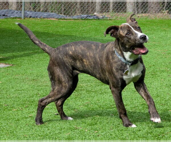 Medium Photo #7 Mutt Puppy For Sale in Ellijay, GA, USA