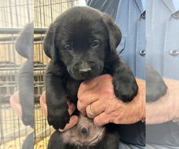 Medium Photo #1 Labrador Retriever Puppy For Sale in TENMILE, OR, USA