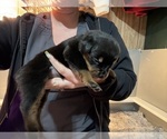 Small Photo #25 Rottweiler Puppy For Sale in GREEN SPRINGS, OH, USA