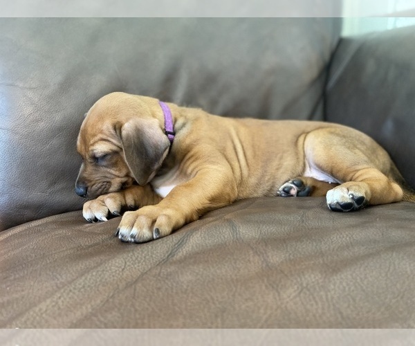 Medium Photo #10 Rhodesian Ridgeback Puppy For Sale in KELLER, TX, USA