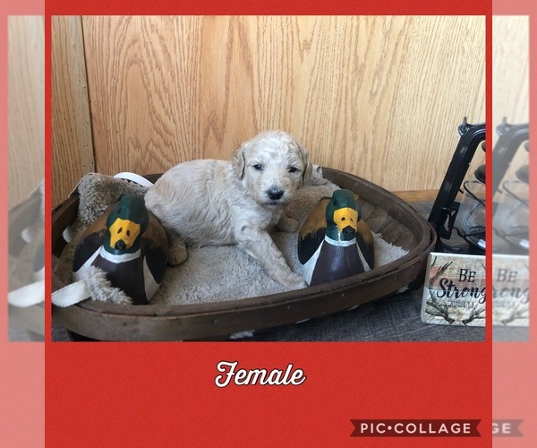 Medium Photo #3 Poodle (Standard) Puppy For Sale in BERRYVILLE, AR, USA
