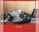 Small Photo #3 Poodle (Standard) Puppy For Sale in BERRYVILLE, AR, USA