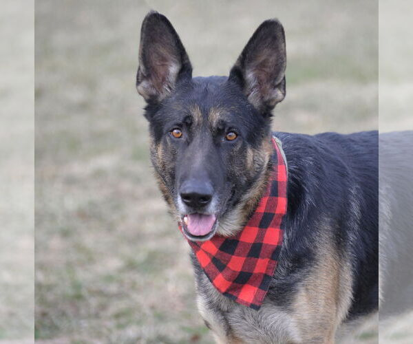 Medium Photo #1 German Shepherd Dog Puppy For Sale in Gretna, NE, USA