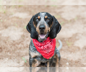 Father of the Bluetick Coonhound puppies born on 06/23/2019