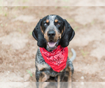 Small Photo #1 Bluetick Coonhound Puppy For Sale in HAVRE DE GRACE, MD, USA
