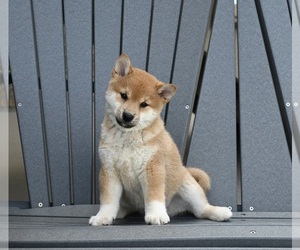 Shiba Inu Puppy for Sale in MILLERSBURG, Ohio USA