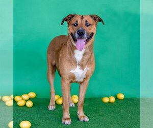 Black Mouth Cur-Unknown Mix Dogs for adoption in Conroe, TX, USA