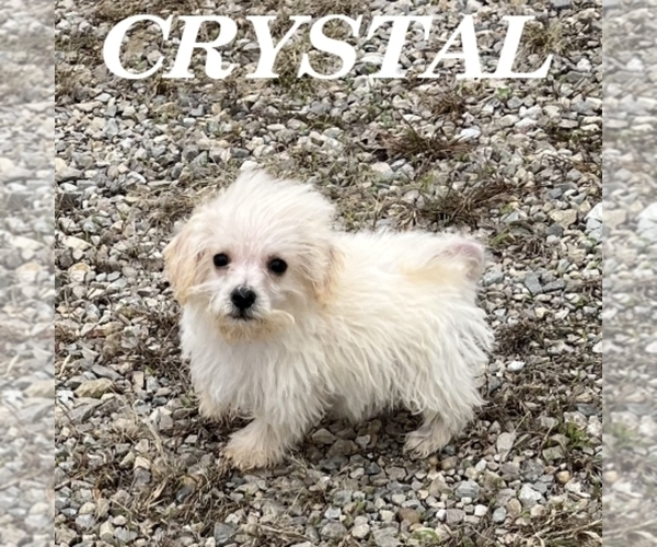 Medium Photo #2 Schnoodle (Miniature) Puppy For Sale in HARTLAND, MN, USA