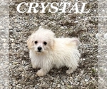 Crystal - Female Schnoodle (Miniature) Puppy for Sale - Photo #2