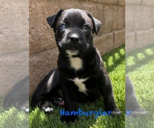 American Pit Bull Terrier-Unknown Mix Dogs for adoption in Mission Viejo, CA, USA
