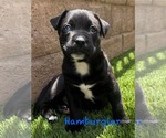 Small American Pit Bull Terrier Mix