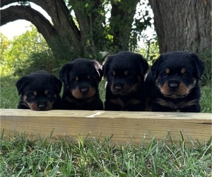Rottweiler Litter for sale in MONTPELIER, OH, USA