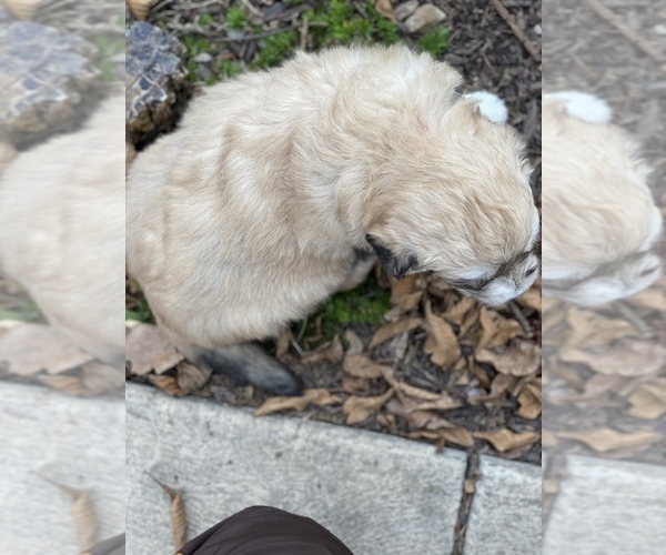 Medium Photo #3 Great Pyrenees-Poodle (Miniature) Mix Puppy For Sale in BOWLING GREEN, OH, USA