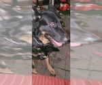 Small #6 German Shepherd Dog