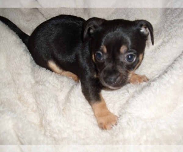 Medium Photo #6 Chihuahua Puppy For Sale in MADISON, MS, USA