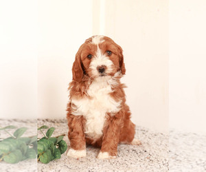 Goldendoodle Puppy for sale in KILLINGER, PA, USA