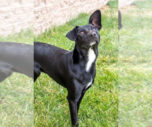 Medium Photo #3 Minnie Jack Puppy For Sale in Aurora, IN, USA